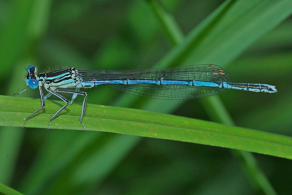 Close up blue dragonfly nature