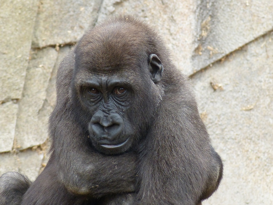 Mammal animal ape