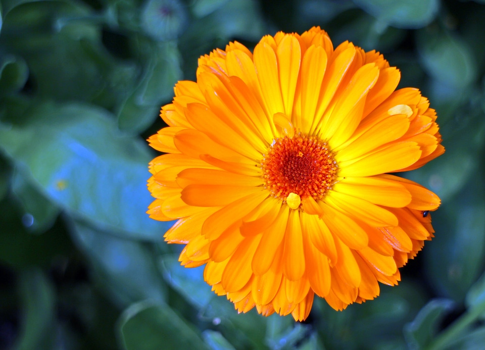 Gardening medicinal plant composites