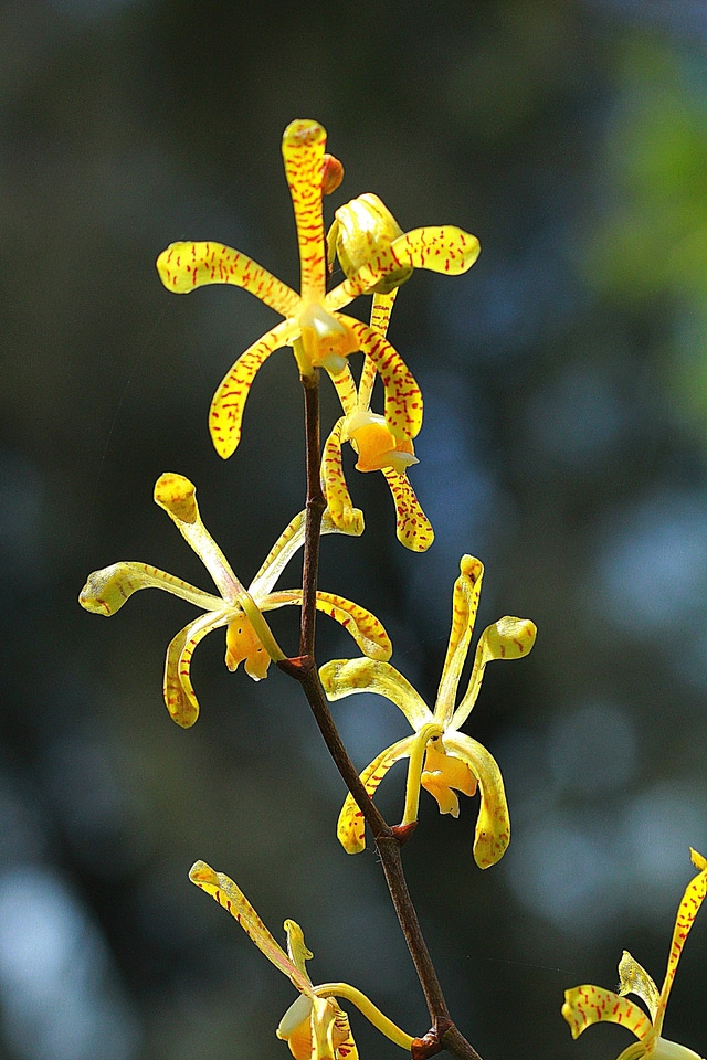 Plant natural blossom