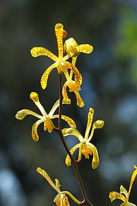 Plant natural blossom