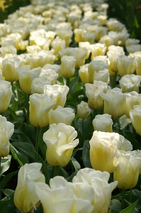 Nature tulip tulip fields