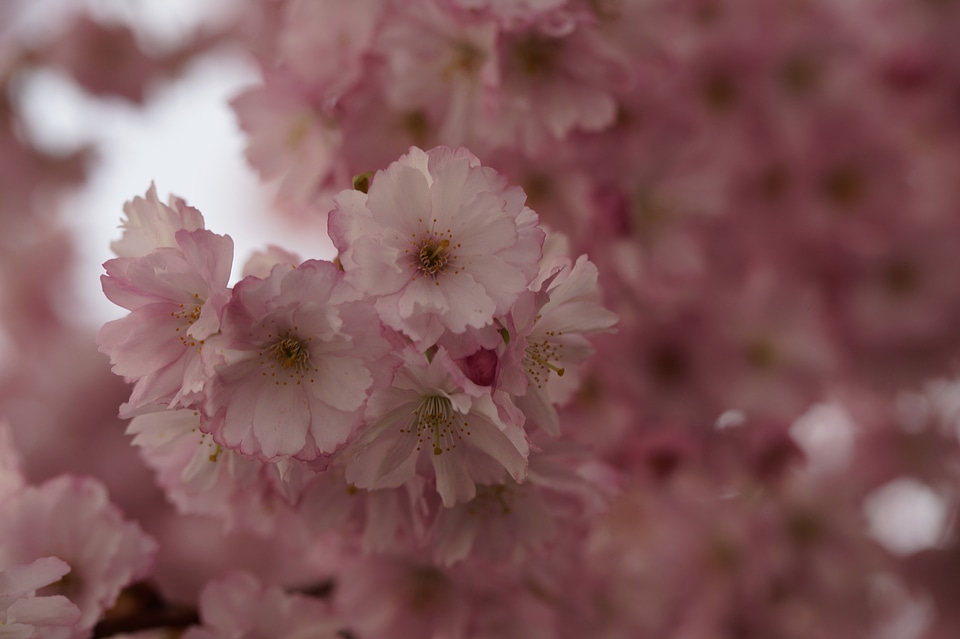 Spring blossom close up photo