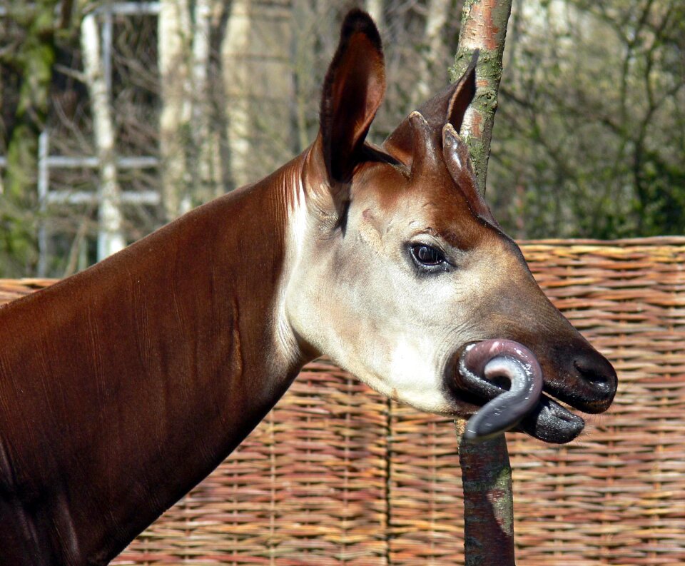 Okapi from Antwerp Zoo