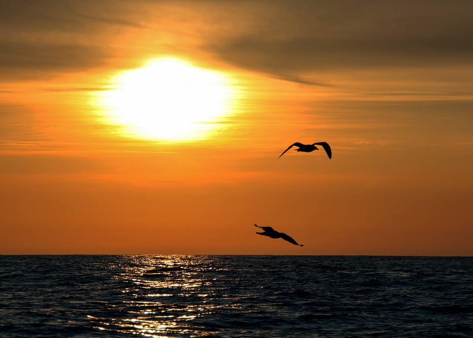 Ocean twilight seagulls