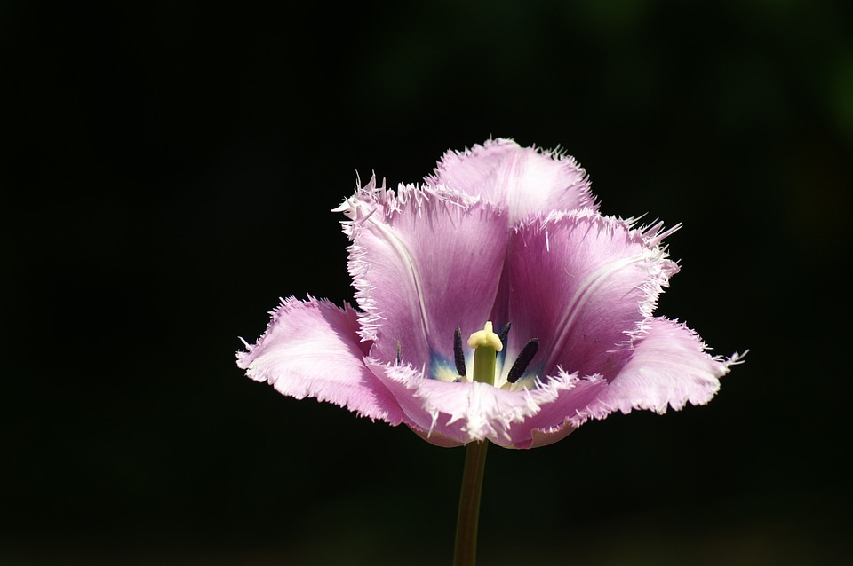 Nature tulip keukenhof