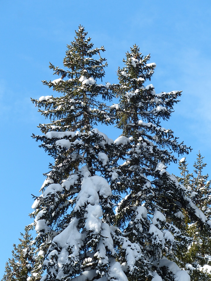 Snowy winter snow photo