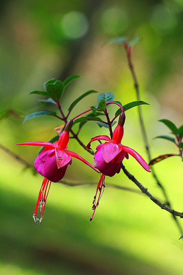 Floral plant natural