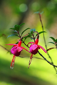 Floral plant natural