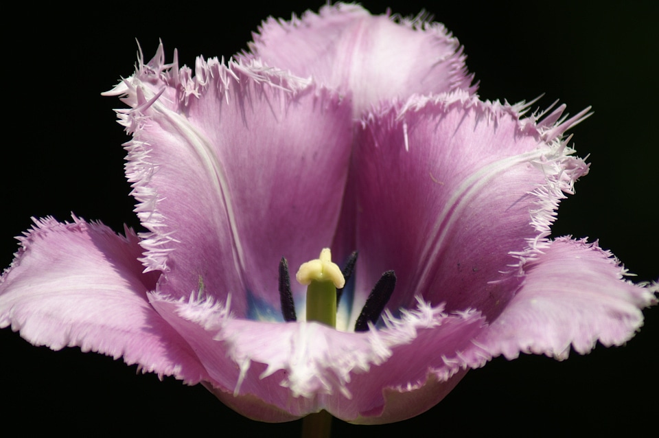 Nature tulip keukenhof