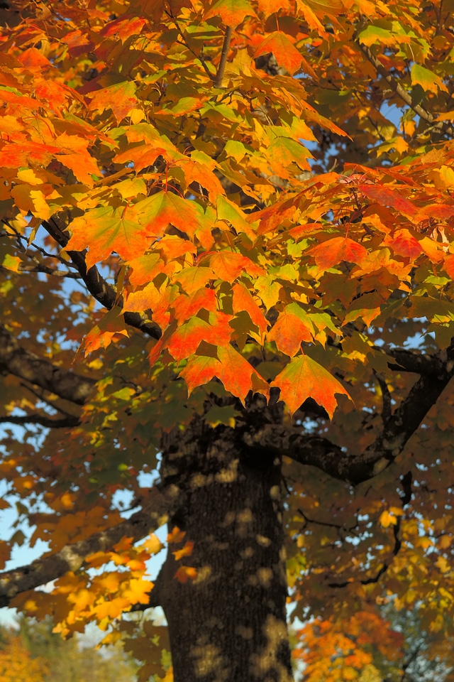 Fall color branch maple