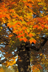 Fall color branch maple photo