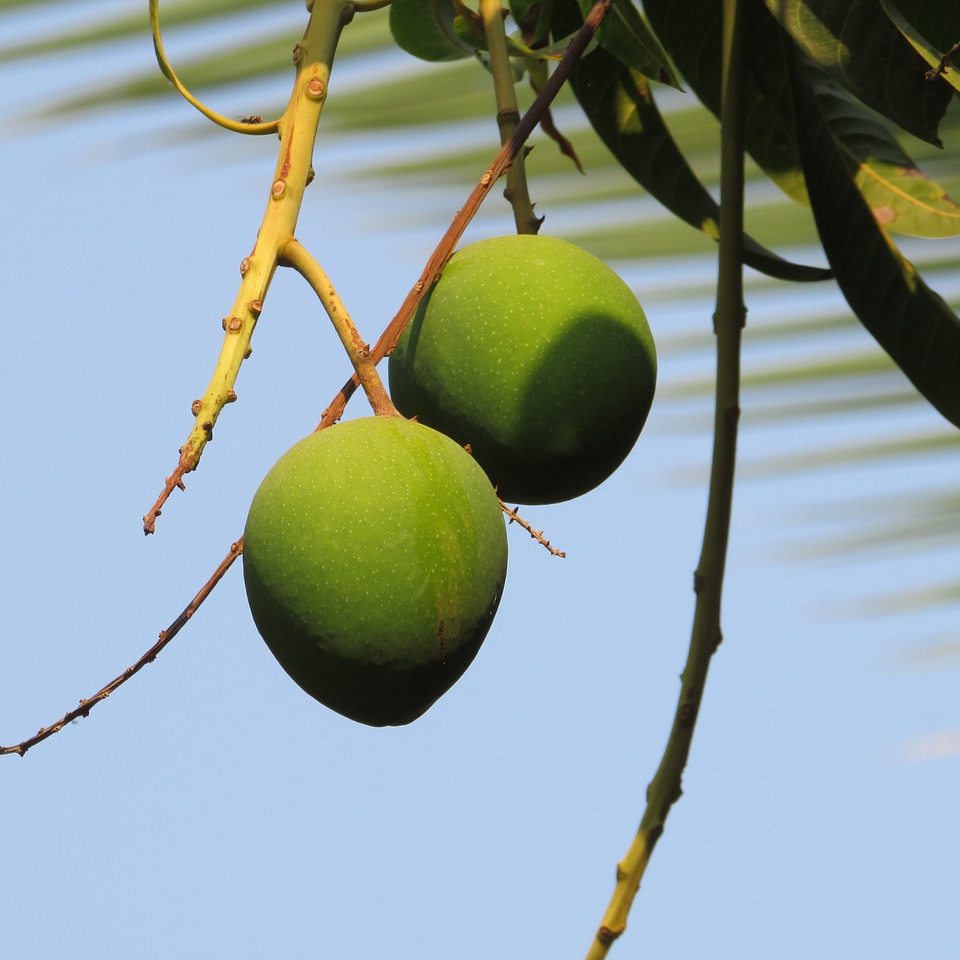 Green dharwad india