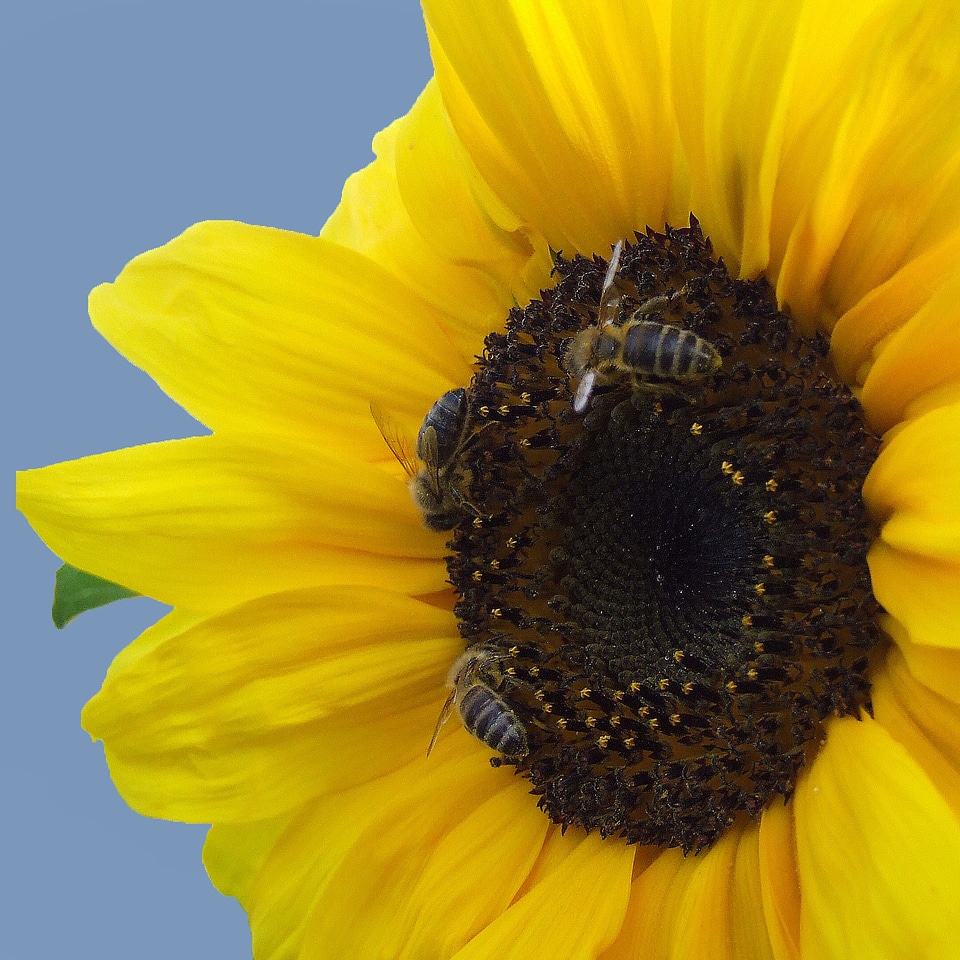 Blossom bloom bees photo