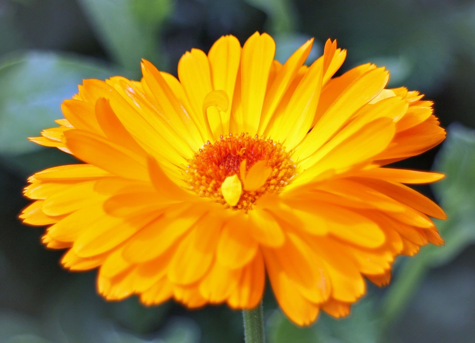 Gardening medicinal plant composites