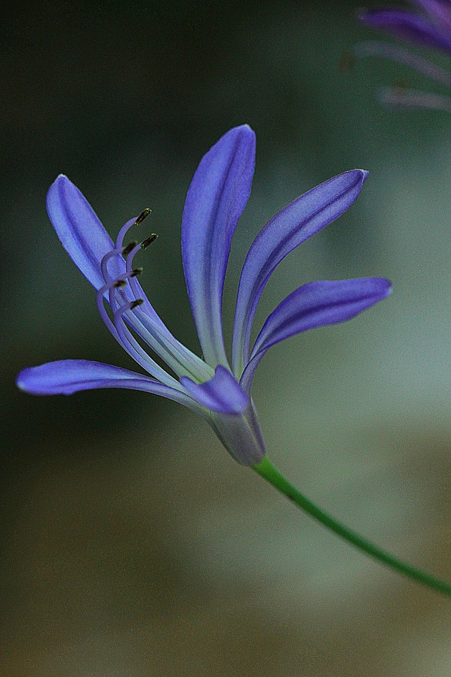 Plant natural blossom