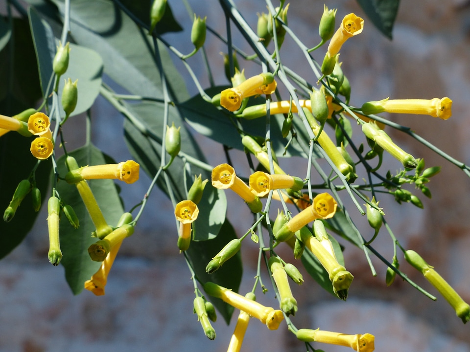 Yellow nicotiana glauca shrub tobacco