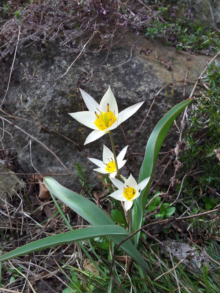 Flower flowers spring