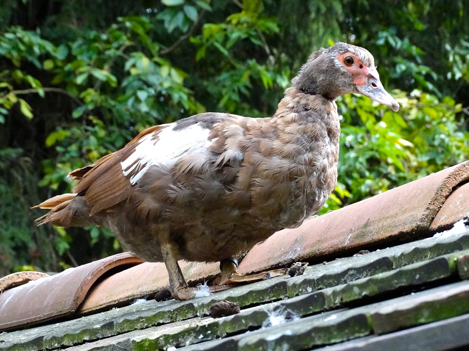 Nature water bird housetop