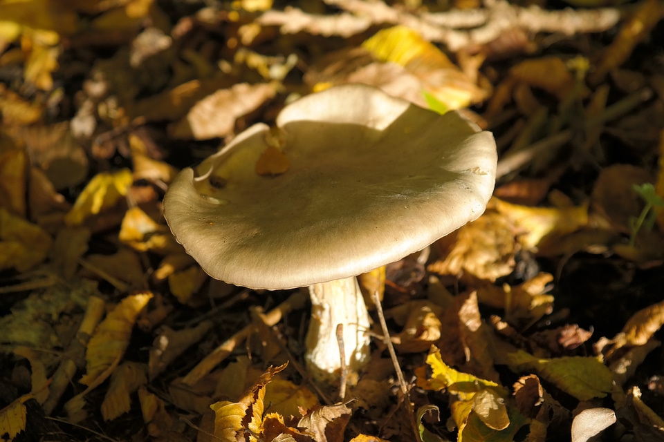 Giant rötling entoloma sinuatum rötling relative