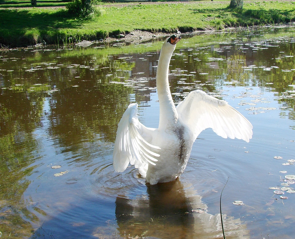 Wings feather wildlife photo