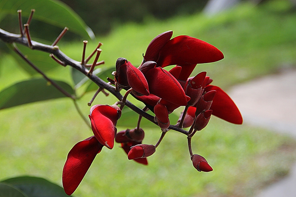 Floral plant natural