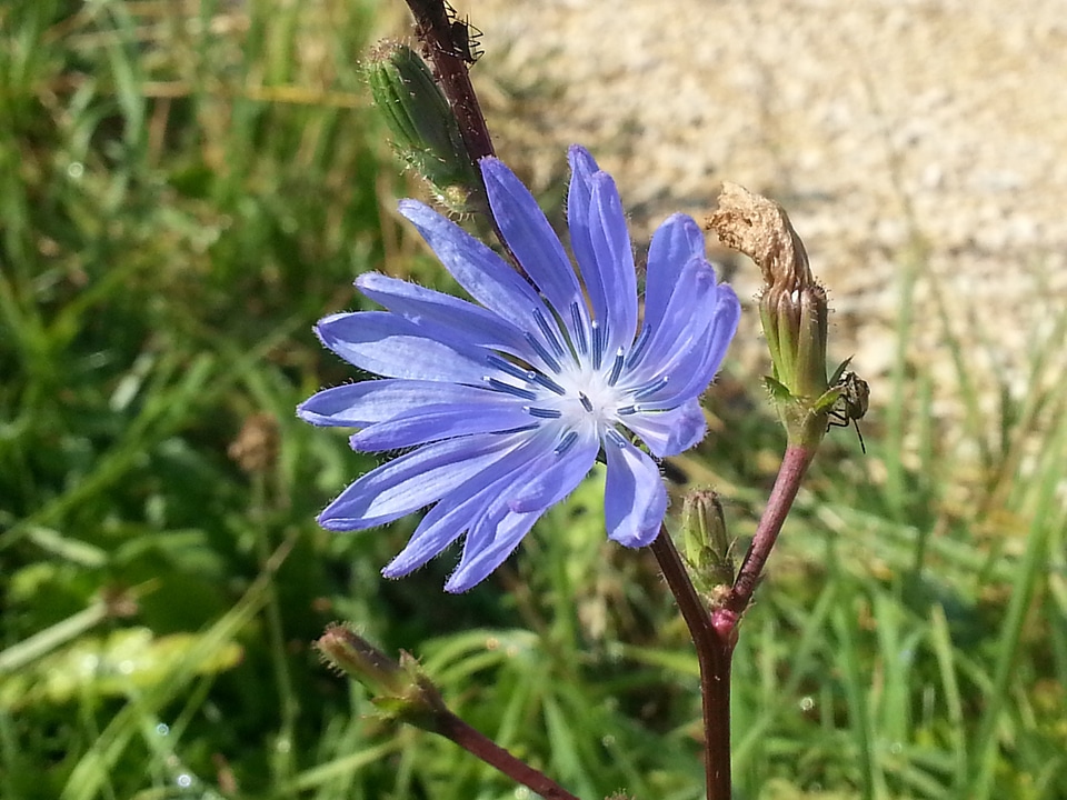 Chicory plant nature