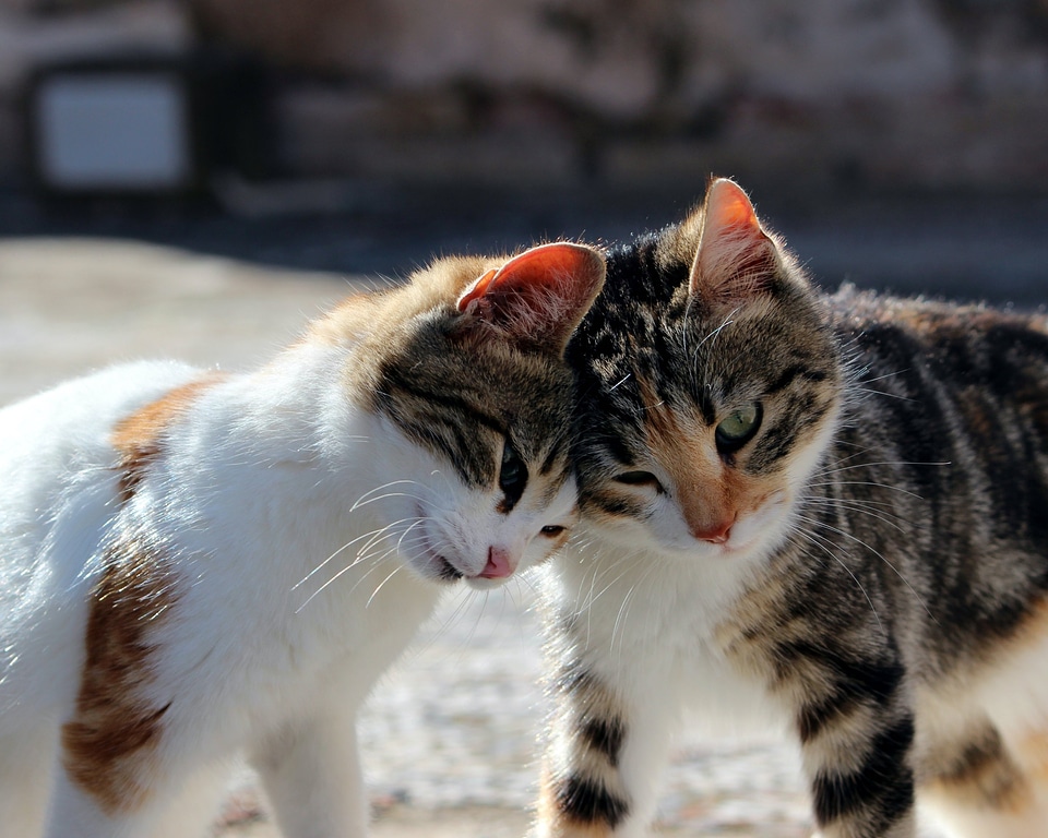 Kitten kitty playful