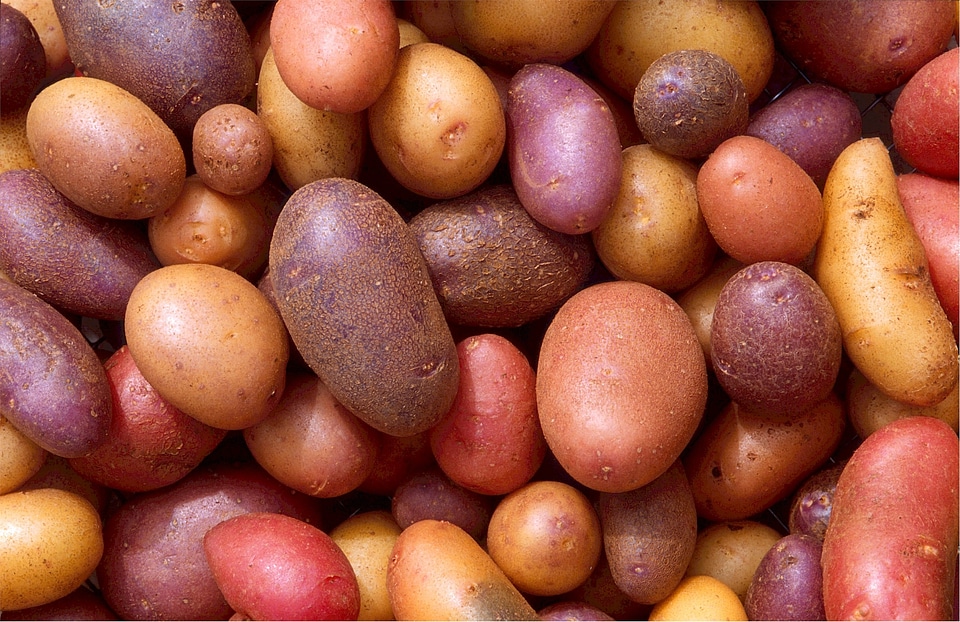 Taters red russet