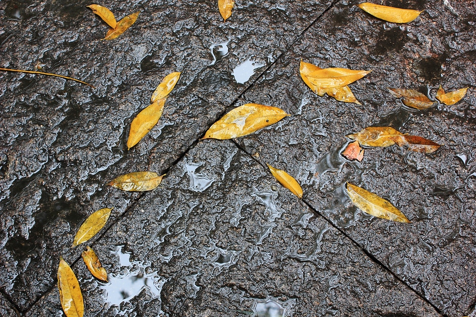 Ground rain yellow leaves
