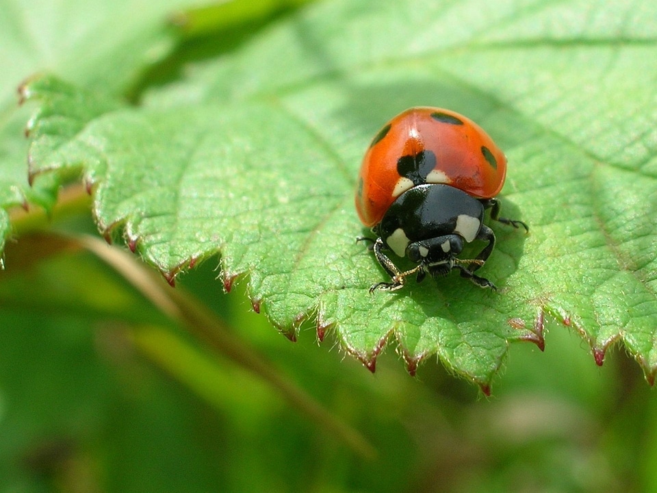 Insect macro nature