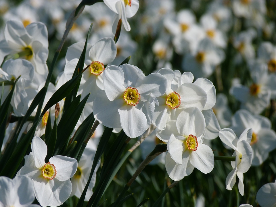 Flowers plant spring