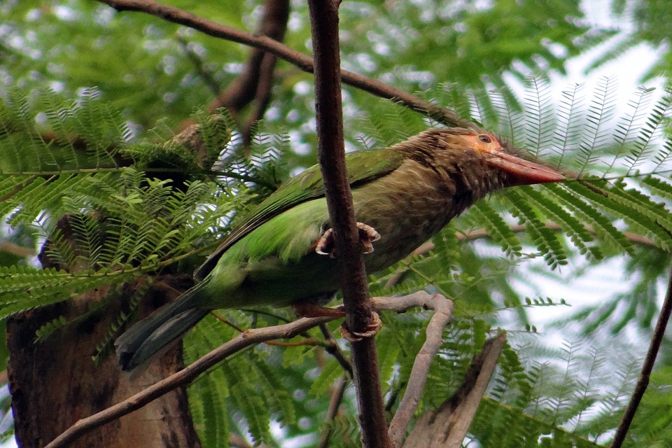 Bird barbet passerine
