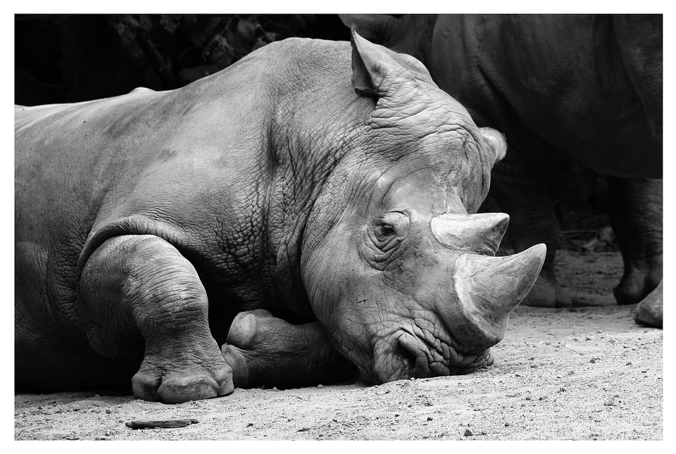 Rhino animals zoo - Free photos on creazilla.com