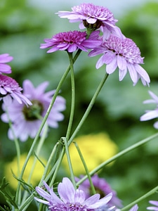 Petals floral blossom