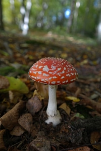Symbol of good luck lucky guy red fly agaric mushroom photo