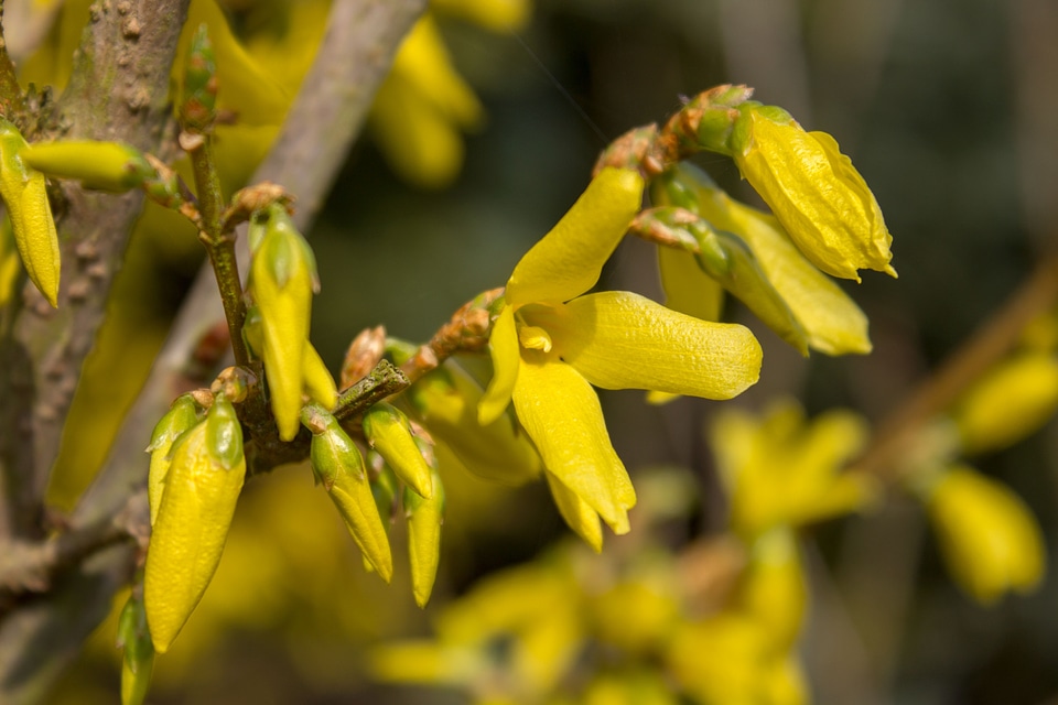 Forsythia flowers yellow spring