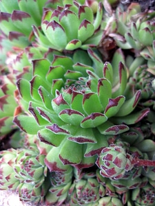 Plant hard foliage greenhouse garden