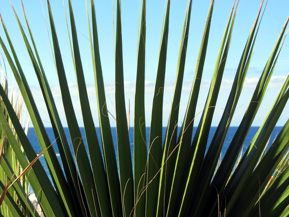 Pointed green nature