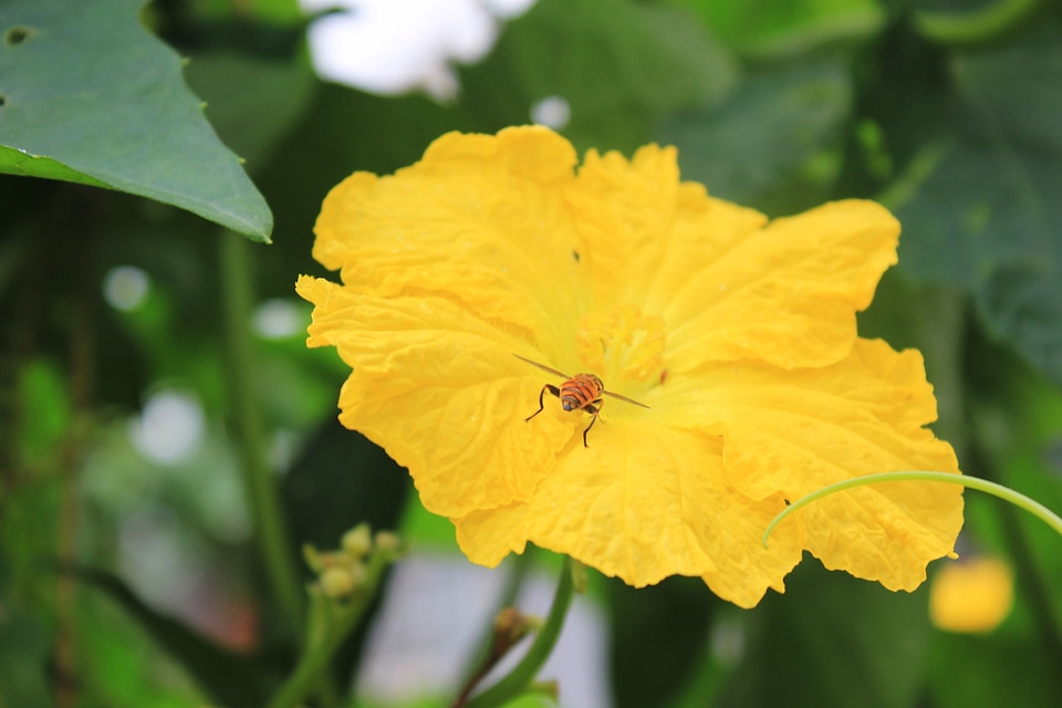 Collecting nectar spring insect
