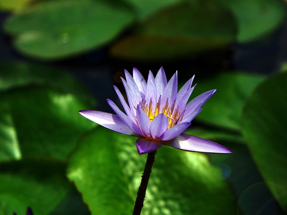 Aquatic purple water