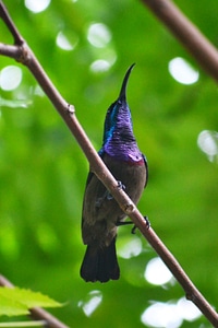Bird wildlife sri lanka