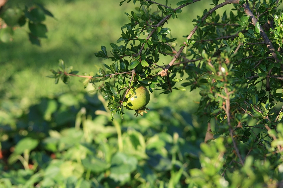 Green branch natural
