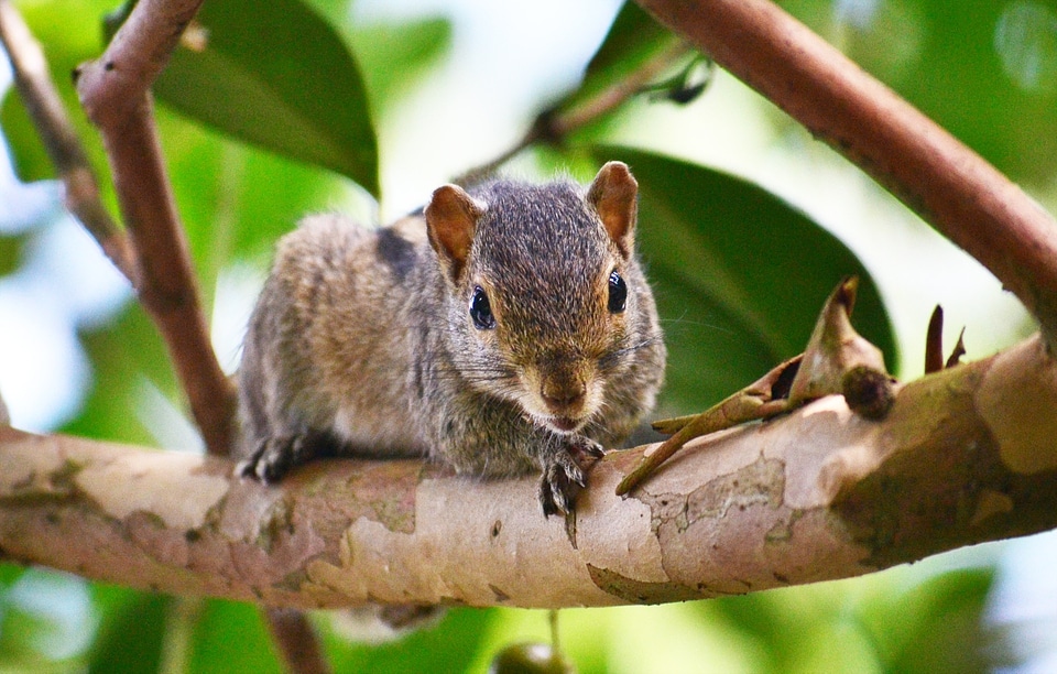 Pest wildlife sri lanka