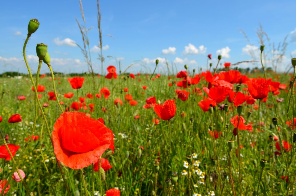 Flower Ecosystem Field Wildflower