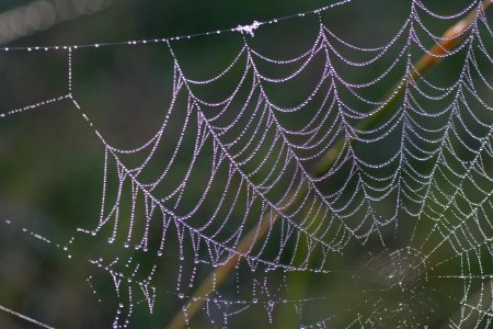 Spider Web Water Moisture Leaf