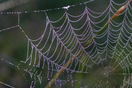 Spider Web Water Moisture Leaf photo