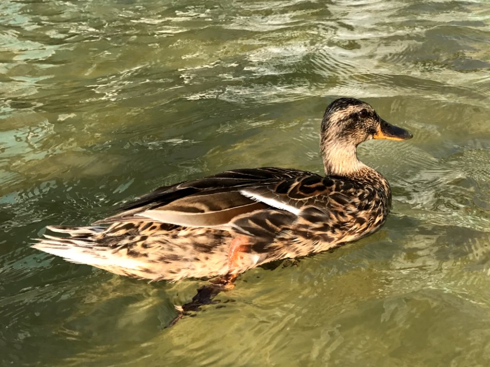Bird Duck Mallard Fauna
