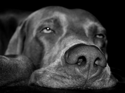 Dog Black Face Nose
