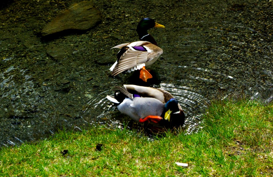 Bird Duck Fauna Water Bird
